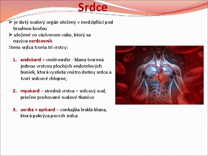 Srdce Ø je dutý svalový orgán uložený v medzipľúcí pod hrudnou kosťou Ø uložené Srdce Ø je dutý svalový orgán uložený v medzipľúcí pod hrudnou kosťou Ø uložené
