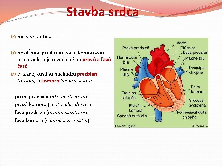 Stavba srdca má štyri dutiny pozdĺžnou predsieňovou a komorovou priehradkou je rozdelené na pravú Stavba srdca má štyri dutiny pozdĺžnou predsieňovou a komorovou priehradkou je rozdelené na pravú