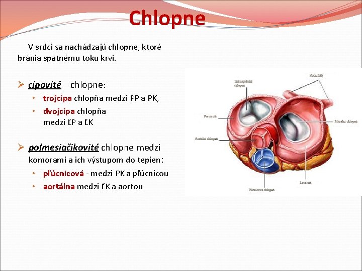 Chlopne V srdci sa nachádzajú chlopne, ktoré bránia spätnému toku krvi. Ø cípovité chlopne: Chlopne V srdci sa nachádzajú chlopne, ktoré bránia spätnému toku krvi. Ø cípovité chlopne: