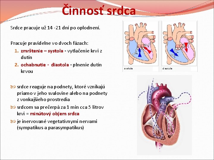 Činnosť srdca Srdce pracuje už 14 -21 dní po oplodnení. Pracuje pravidelne vo dvoch Činnosť srdca Srdce pracuje už 14 -21 dní po oplodnení. Pracuje pravidelne vo dvoch