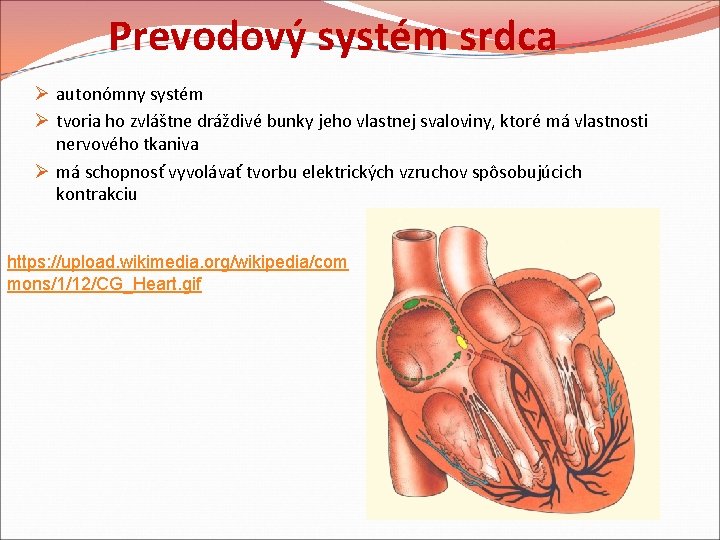 Prevodový systém srdca Ø autonómny systém Ø tvoria ho zvláštne dráždivé bunky jeho vlastnej Prevodový systém srdca Ø autonómny systém Ø tvoria ho zvláštne dráždivé bunky jeho vlastnej