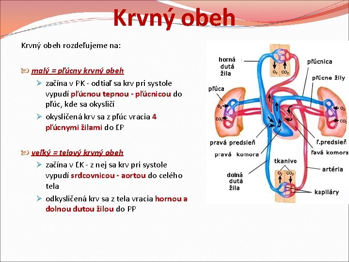 Krvný obeh rozdeľujeme na: horná malý = pľúcny krvný obeh Ø začína v PK Krvný obeh rozdeľujeme na: horná malý = pľúcny krvný obeh Ø začína v PK