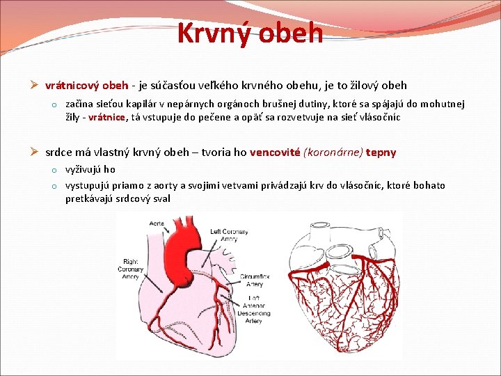 Krvný obeh Ø vrátnicový obeh - je súčasťou veľkého krvného obehu, je to žilový Krvný obeh Ø vrátnicový obeh - je súčasťou veľkého krvného obehu, je to žilový