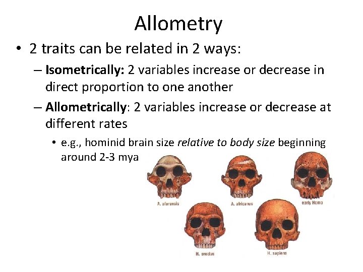 Allometry • 2 traits can be related in 2 ways: – Isometrically: 2 variables