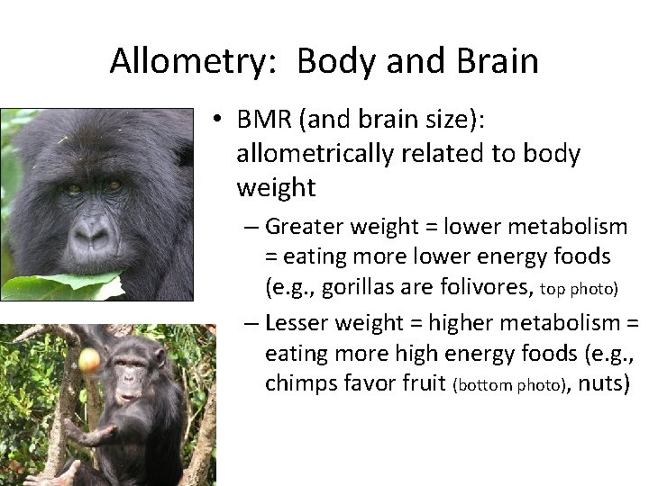 Allometry: Body and Brain • BMR (and brain size): allometrically related to body weight
