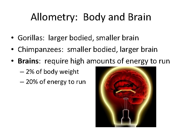 Allometry: Body and Brain • Gorillas: larger bodied, smaller brain • Chimpanzees: smaller bodied,