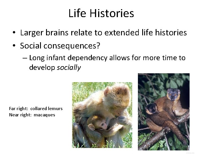 Life Histories • Larger brains relate to extended life histories • Social consequences? –