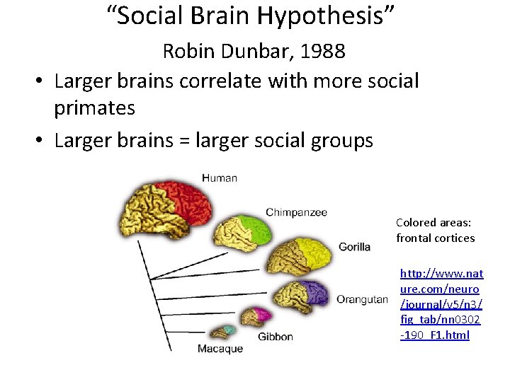 “Social Brain Hypothesis” Robin Dunbar, 1988 • Larger brains correlate with more social primates