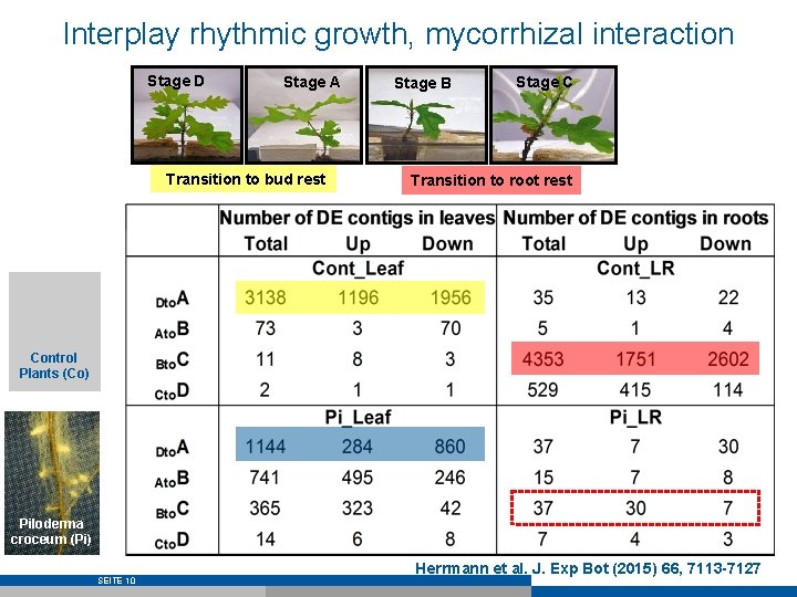 Interplay rhythmic growth, mycorrhizal interaction Stage D Stage A Transition to bud rest Stage