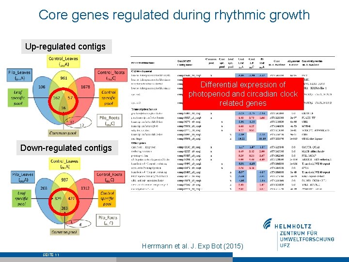 Core genes regulated during rhythmic growth Up-regulated contigs Differential expression of photoperiod and circadian