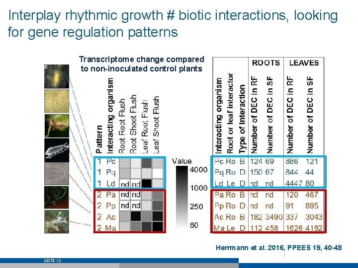 Interplay rhythmic growth # biotic interactions, looking for gene regulation patterns Transcriptome change compared