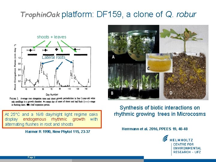 Trophin. Oak platform: DF 159, a clone of Q. robur shoots + leaves Lateral