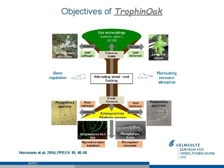Objectives of Trophin. Oak Herrmann et al. 2016, PPEES 19, 40 -48 SEITE 3