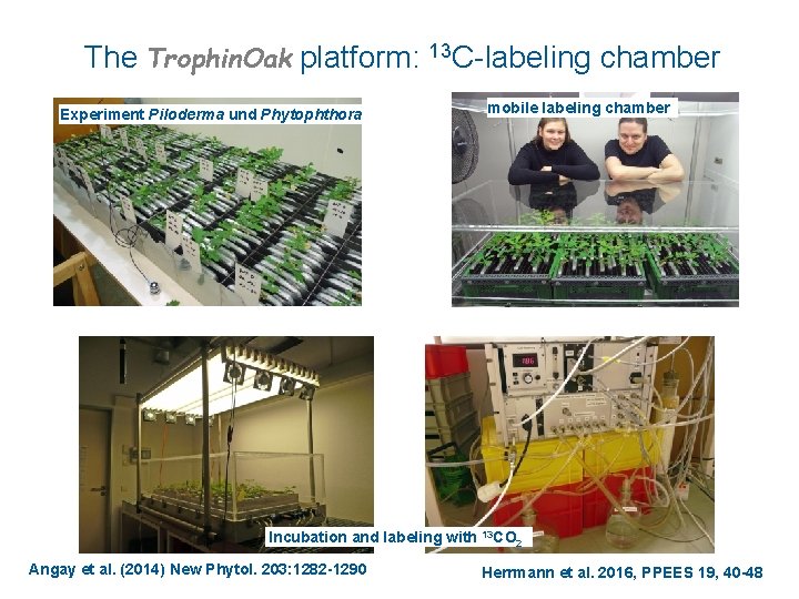 The Trophin. Oak platform: 13 C-labeling chamber Experiment Piloderma und Phytophthora mobile labeling chamber