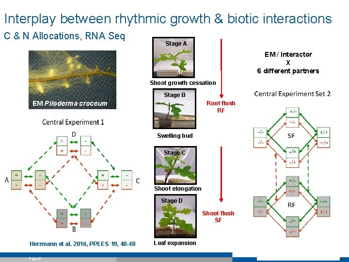 Interplay between rhythmic growth & biotic interactions C & N Allocations, RNA Seq Stage