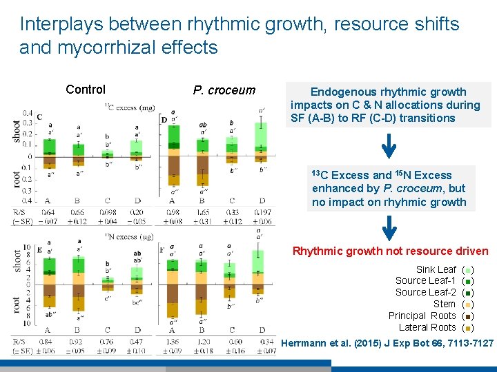 Interplays between rhythmic growth, resource shifts and mycorrhizal effects Control P. croceum Endogenous rhythmic