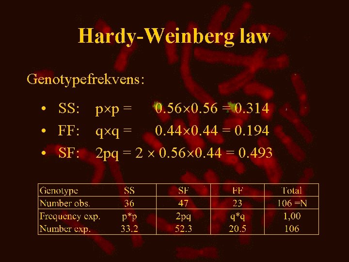 Hardy-Weinberg law Genotypefrekvens: • SS: p p = 0. 56 = 0. 314 •