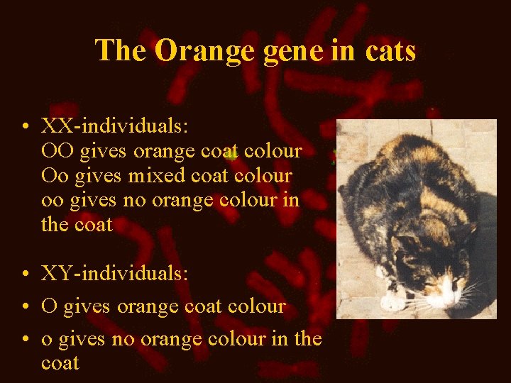 The Orange gene in cats • XX-individuals: OO gives orange coat colour Oo gives