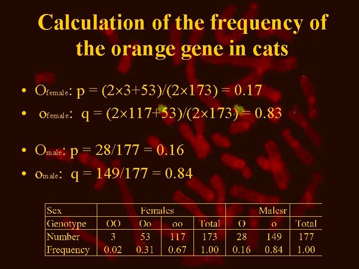 Calculation of the frequency of the orange gene in cats • Ofemale: p =