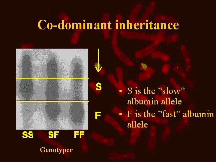 Co-dominant inheritance • S is the ”slow” albumin allele • F is the ”fast”