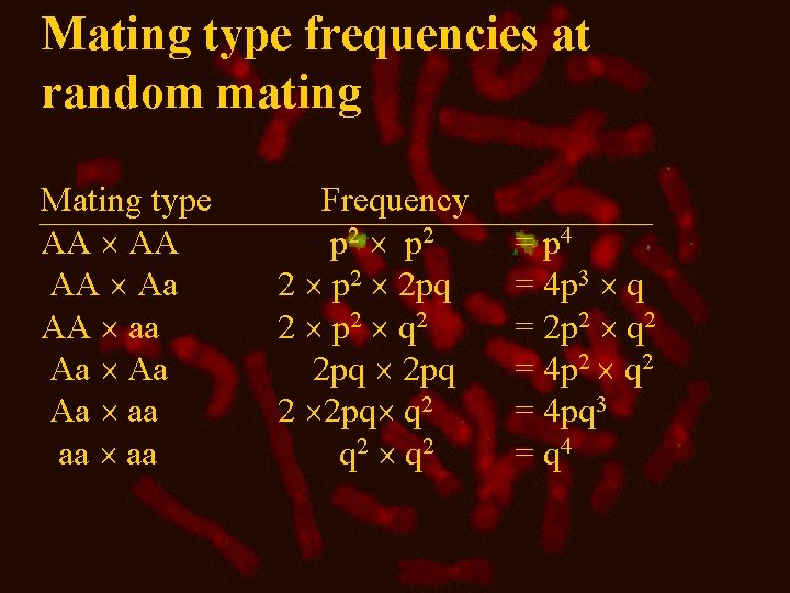 Mating type frequencies at random mating Mating type AA AA Aa AA aa Aa