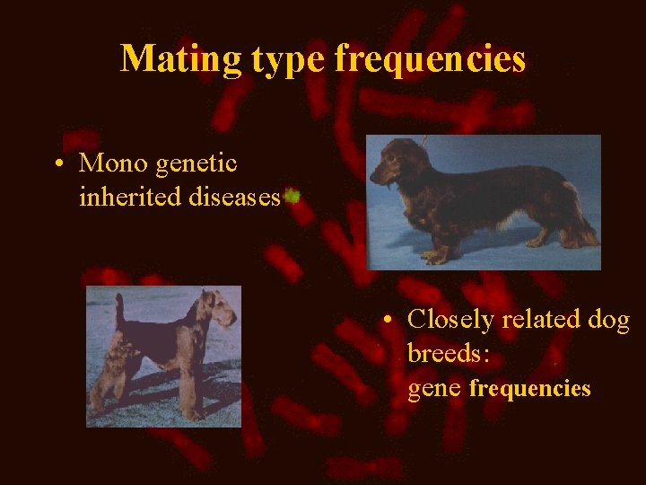 Mating type frequencies • Mono genetic inherited diseases • Closely related dog breeds: gene