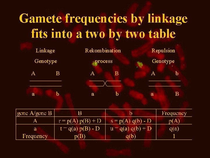 Gamete frequencies by linkage fits into a two by two table Linkage Rekombination Repulsion