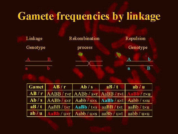 Gamete frequencies by linkage Linkage Rekombination Genotype process Repulsion Genotype A B A b