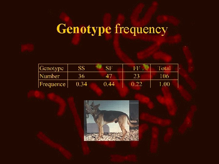 Genotype frequency 