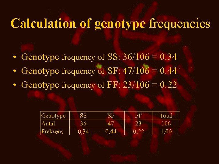 Calculation of genotype frequencies • Genotype frequency of SS: 36/106 = 0. 34 •