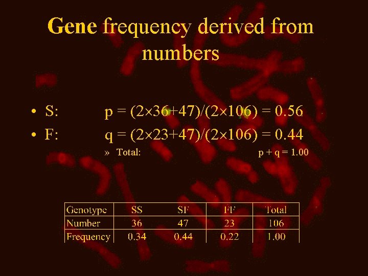 Gene frequency derived from numbers • S: • F: p = (2 36+47)/(2 106)