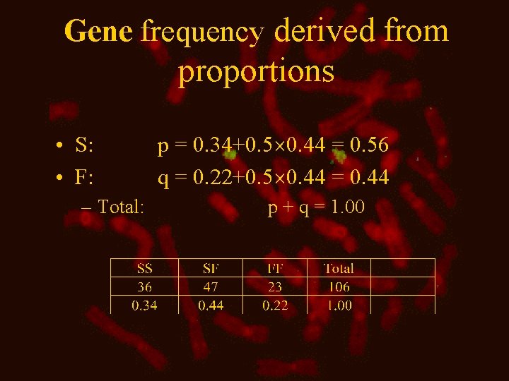 Gene frequency derived from proportions • S: • F: – Total: p = 0.