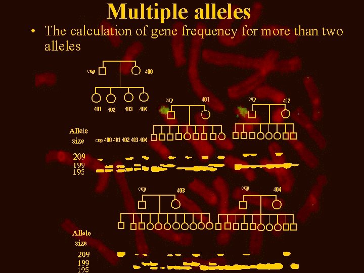 Multiple alleles • The calculation of gene frequency for more than two alleles 