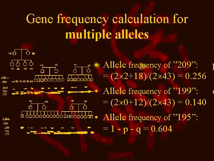 Gene frequency calculation for multiple alleles • Allele frequency of ” 209”: p =
