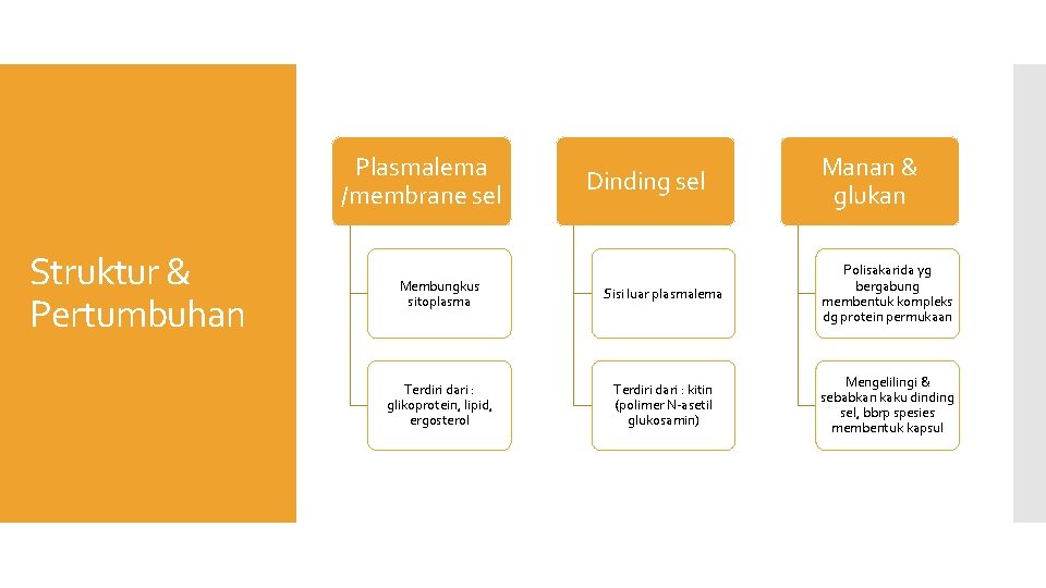 Plasmalema /membrane sel Struktur & Pertumbuhan Dinding sel Manan & glukan Membungkus sitoplasma Sisi