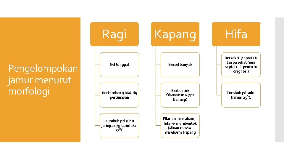 Ragi Pengelompokan jamur menurut morfologi Kapang Hifa Sel tunggal Bersel banyak Bersekat (septat) &