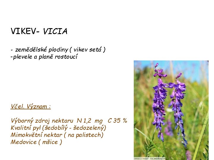 VIKEV- VICIA - zemědělské plodiny ( vikev setá ) -plevele a planě rostoucí Včel.