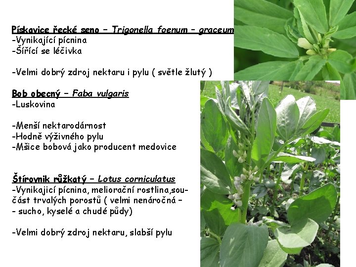 Pískavice řecké seno – Trigonella foenum – graceum -Vynikající pícnina -Šířící se léčivka -Velmi