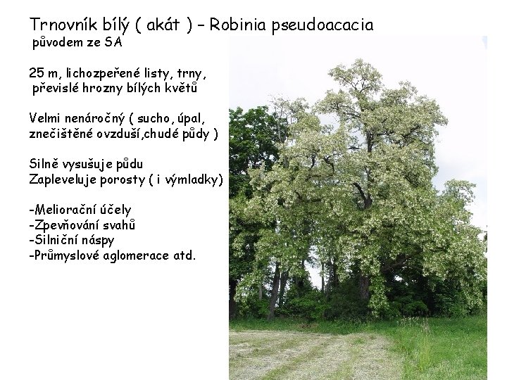 Trnovník bílý ( akát ) – Robinia pseudoacacia původem ze SA 25 m, lichozpeřené