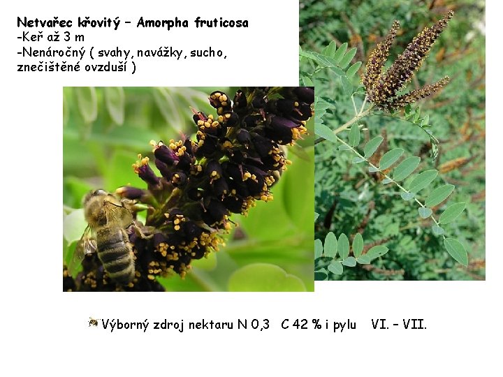 Netvařec křovitý – Amorpha fruticosa -Keř až 3 m -Nenáročný ( svahy, navážky, sucho,