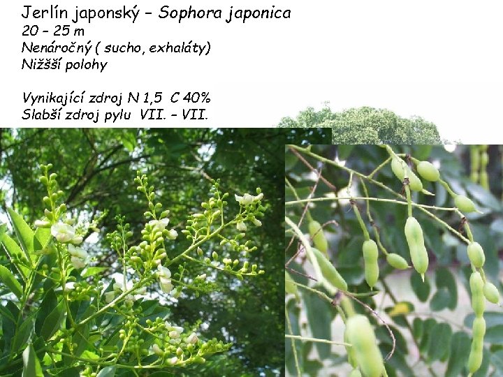 Jerlín japonský – Sophora japonica 20 – 25 m Nenáročný ( sucho, exhaláty) Nižšší