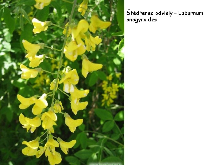 Štědřenec odvislý – Laburnum anagyroides 