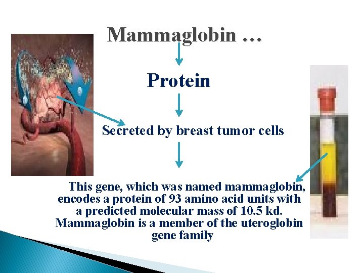 Mammaglobin … Protein Secreted by breast tumor cells This gene, which was named mammaglobin,