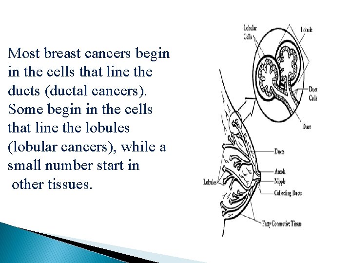 Most breast cancers begin in the cells that line the ducts (ductal cancers). Some