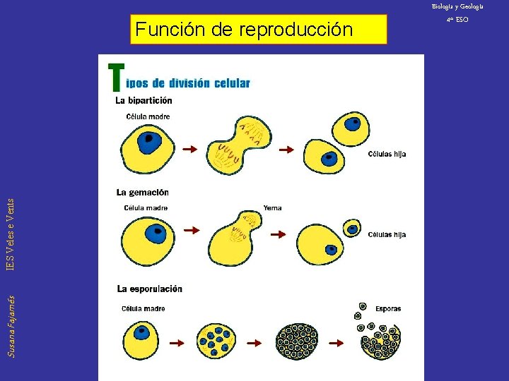 Biología y Geología Susana Fajarnés IES Veles e Vents Función de reproducción 4º ESO