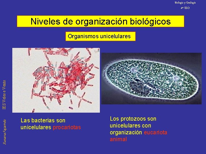 Biología y Geología 4º ESO Niveles de organización biológicos Susana Fajarnés IES Veles e