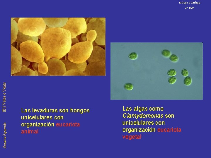Biología y Geología Susana Fajarnés IES Veles e Vents 4º ESO Las levaduras son