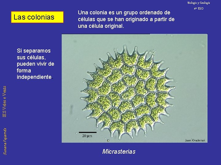 Biología y Geología Las colonias Una colonia es un grupo ordenado de células que