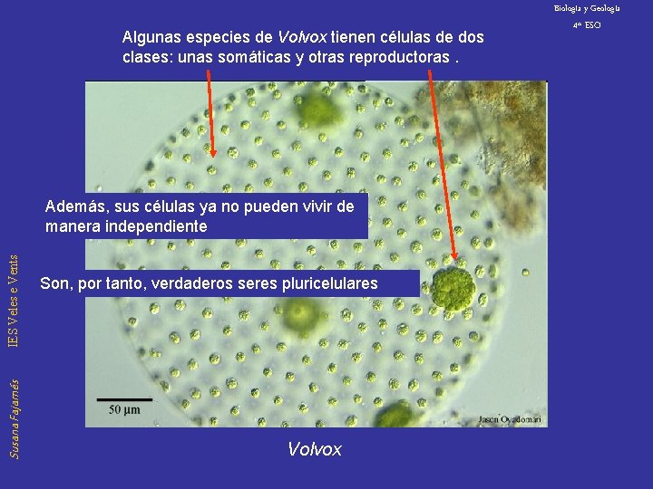 Biología y Geología Algunas especies de Volvox tienen células de dos clases: unas somáticas