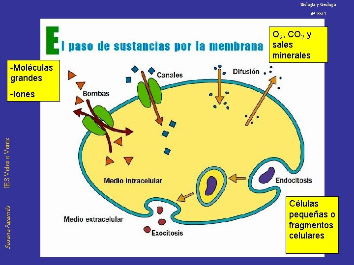 Biología y Geología 4º ESO O 2, CO 2 y sales minerales -Moléculas grandes